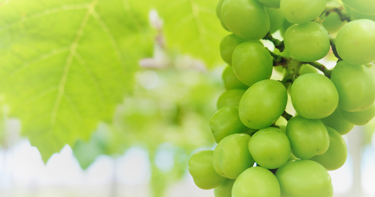 シャインマスカット 栄養素
