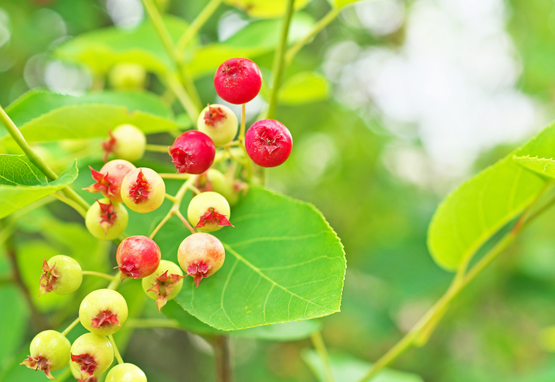 ジューンベリーの栽培前に知るべき全知識：魅力、毒性、注意点、そして後悔しない育て方