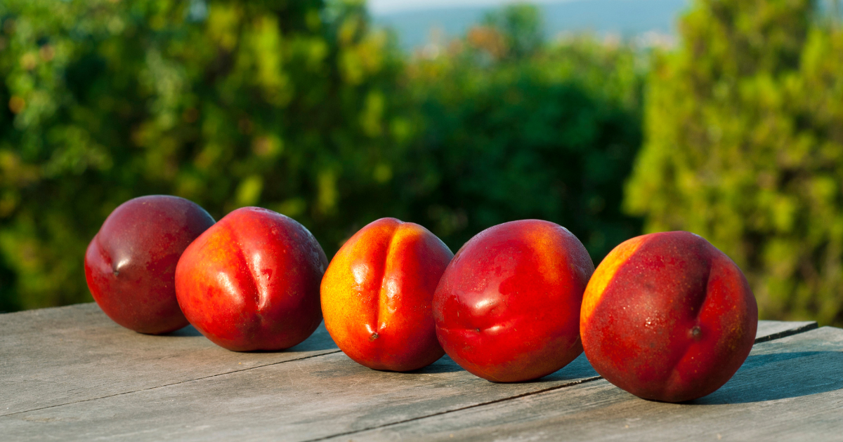 ネクタリンは皮ごと食べる？栄養、品種、美味しい食べ方を徹底解説