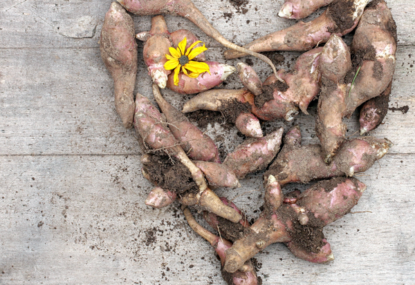 イヌリン効果でダイエット？噂の真相と体重増加の謎を徹底解剖！