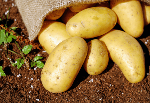 じゃがいもの糖質は本当に高い？