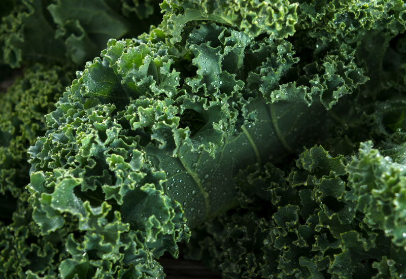 ケールを美味しく食べる！種類、栄養、調理法、保存方法を徹底解説