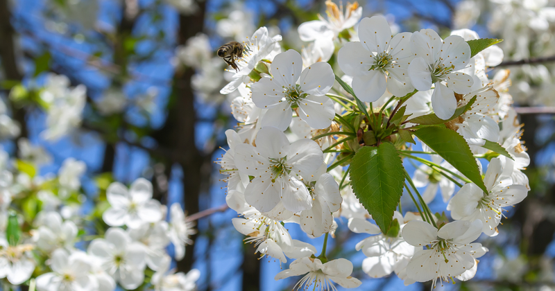 桜桃の花：甘い果実への序章、栽培から文化まで