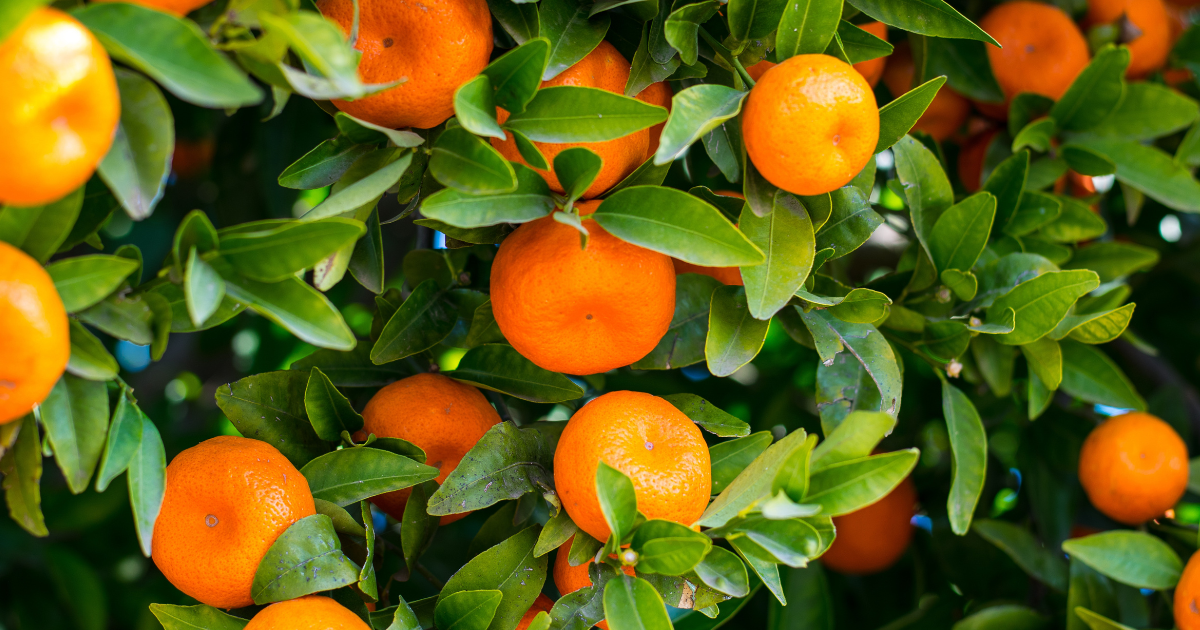 甘平（かんぺい）とは？愛媛県が生んだ幻のみかんの魅力と秘密を徹底解説
