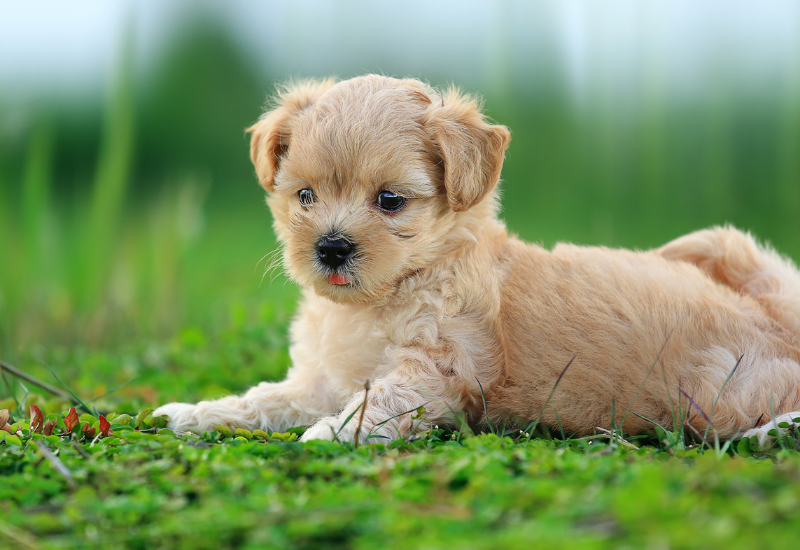 キウイ犬：愛犬にキウイを与える際の安全性と注意点