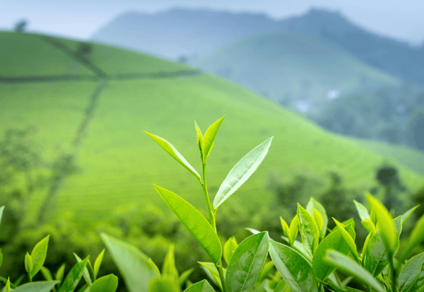 賞味期限切れペットボトルお茶はいつまで飲める？安全な飲み方と注意点