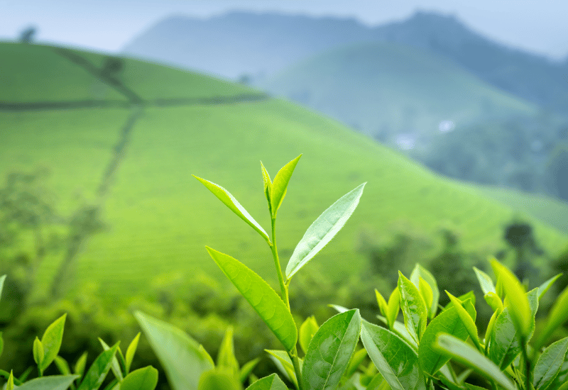 賞味期限切れペットボトルお茶はいつまで飲める？安全な飲み方と注意点