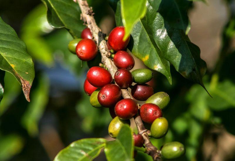 コーヒーの木 実 - スイーツモール