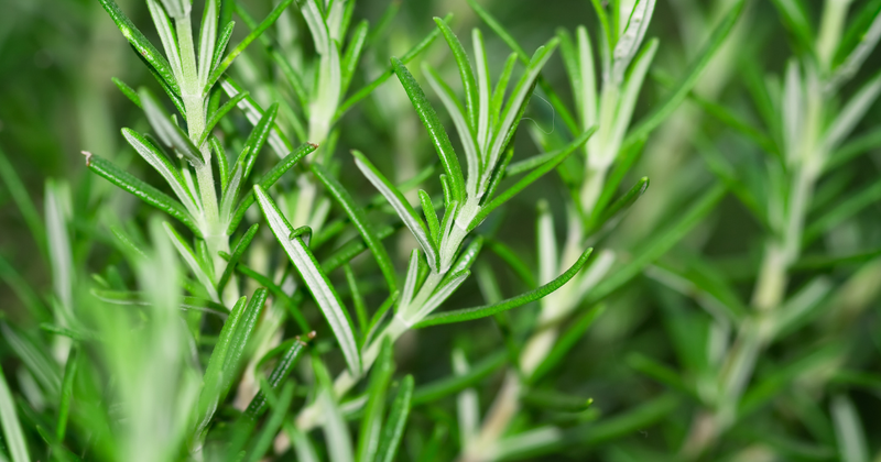ローズマリー茶色からの復活: 枯れかけた原因と再生への道
