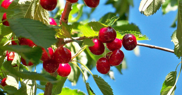 さくらんぼの花言葉：意味と由来、桜との違いを徹底解説