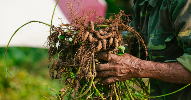落花生栽培成功の鍵：肥料選びから施肥のタイミング、失敗しない育て方