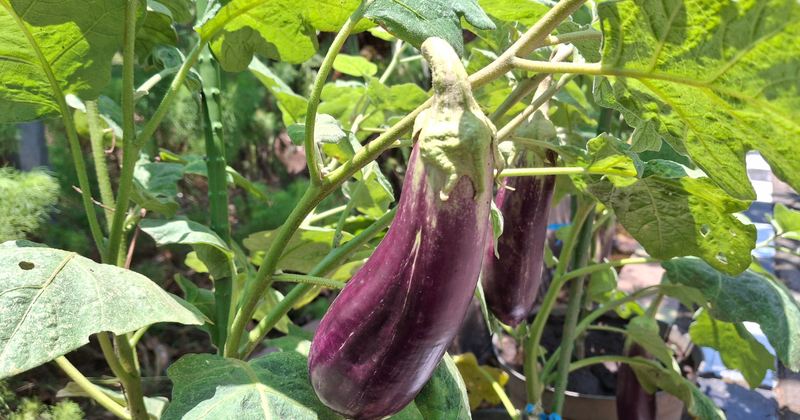 【完全版】家庭菜園でナス栽培！長くたくさん収穫する秘訣