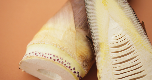 たけのこ、どこまで食べられる？可食部徹底ガイド