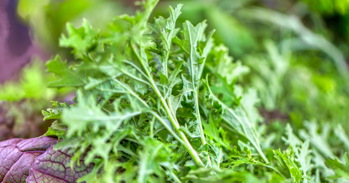 からし菜食べ方：特徴から種類、旬、食べ方、そしておすすめレシピまで徹底ガイド