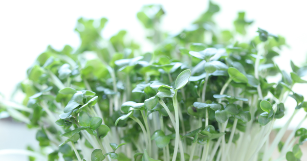 驚異の健康効果！ブロッコリースプラウトで毎日を元気に