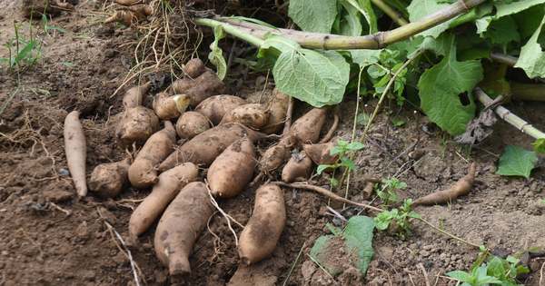 ヤーコン種芋の植え方：初心者でも失敗しない栽培方法を徹底解説！