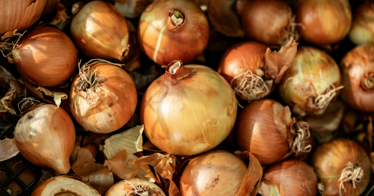 玉ねぎの消費期限とは？鮮度を保つ保存方法と長持ちさせるコツ