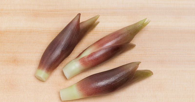 みょうがの葉っぱを徹底解説！剪定方法から活用法まで、栽培の悩みを解決