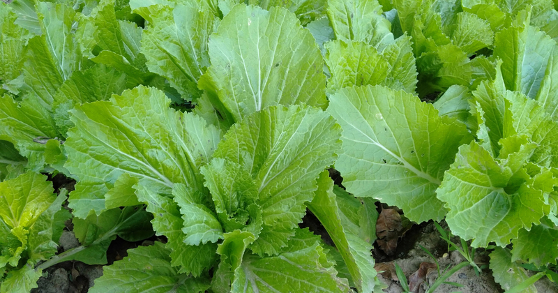 からし菜の栄養を徹底解剖！健康効果からレシピ、育て方まで