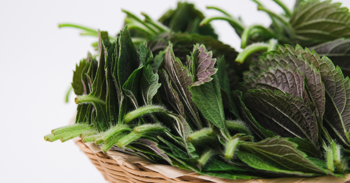 大葉（青じそ）の保存方法：冷蔵・冷凍・乾燥で長持ち！活用レシピも
