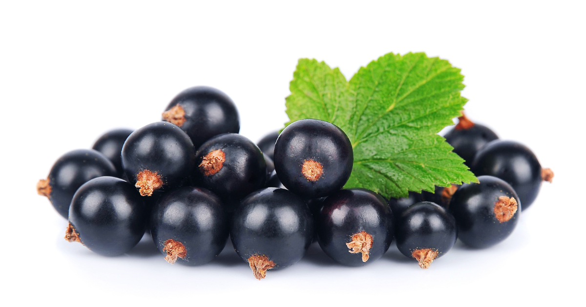 カシスと黒スグリ：違いを徹底解説！知っておきたい特徴と活用法