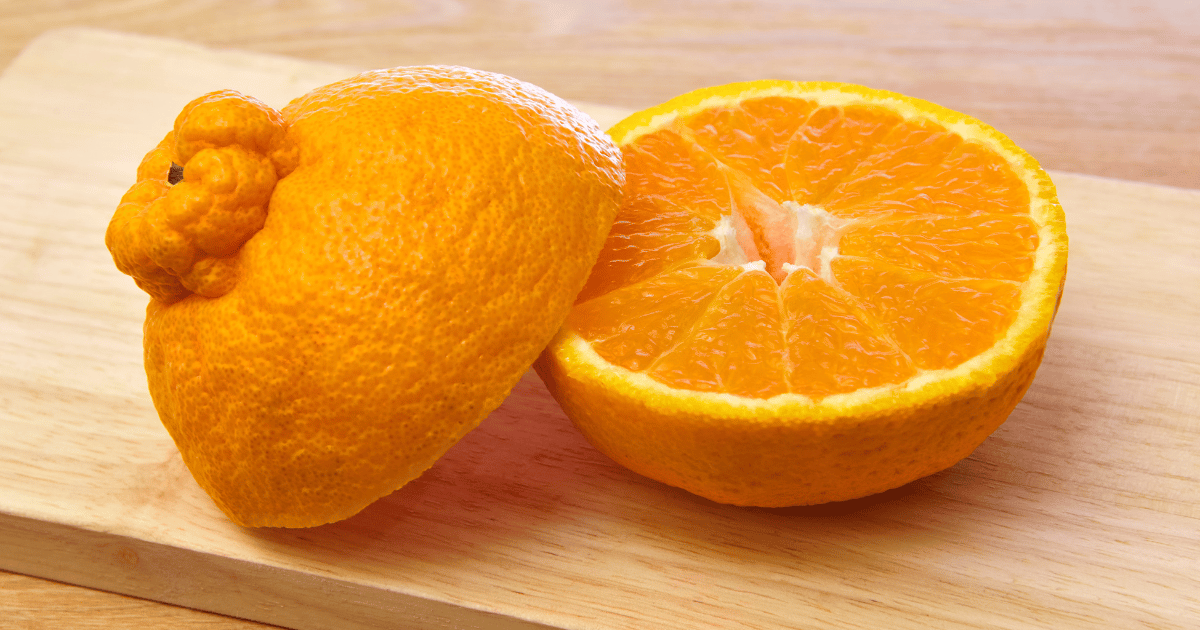 鉢植えで楽しむ！デコポンの育て方：甘くて美味しい実を実らせる秘訣