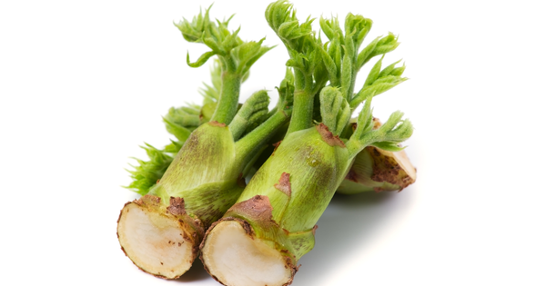 「山菜の王様」タラの芽：タラノキ徹底ガイド - 栽培、特徴、利用法まで