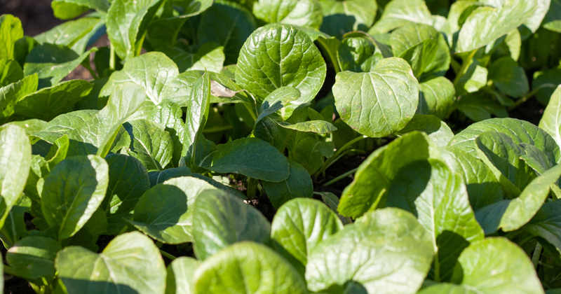 ターサイを味わい尽くす！厳選レシピと保存方法