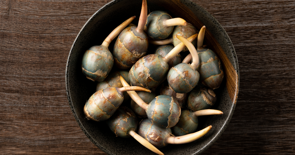 【徹底解説】くわいとは？味わい、特徴、縁起物としての意味、おすすめレシピ、選び方・保存方法