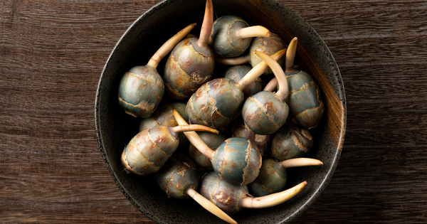 【徹底解説】くわいとは？味わい、特徴、縁起物としての意味、おすすめレシピ、選び方・保存方法