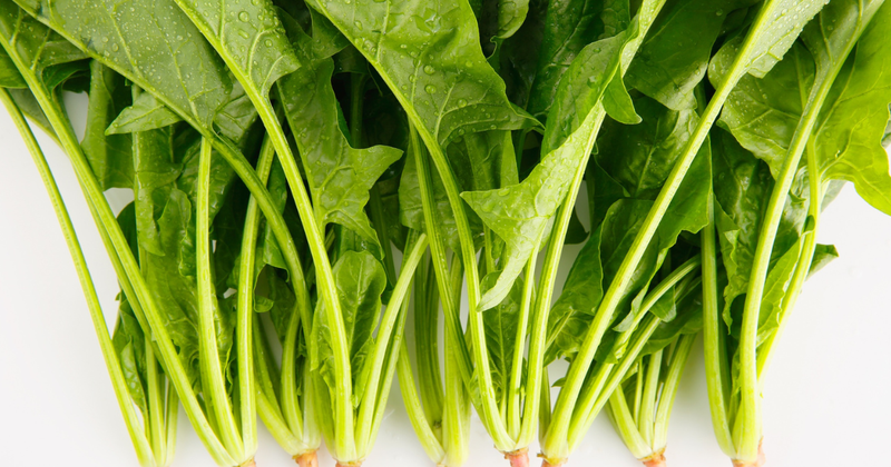 【家庭菜園】ほうれん草の収穫時期を見極めて、おいしさを最大限に引き出す！