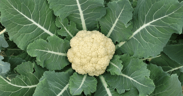 カリフラワーを長持ちさせる保存方法｜鮮度を保つコツと下処理のヒント