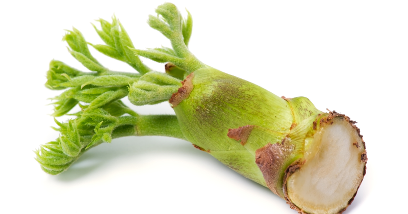 タラの芽をふかし栽培で楽しむ！ 採取時期をずらすプロの技