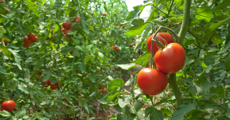 トマト栽培成功の鍵：生育適温を知って甘くて美味しい実を収穫！