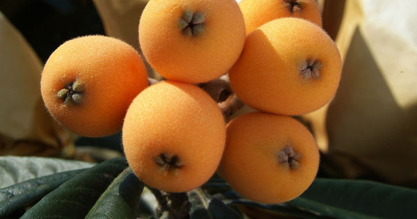 びわの木、実がなるまで何年？収穫までの道のりを徹底解説