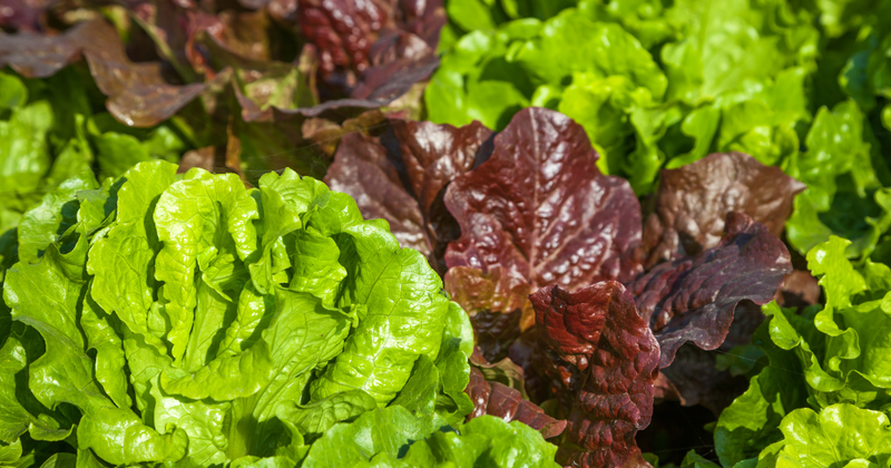 リーフレタス栽培で失敗しない！初心者でも簡単、注意点と成功のコツ