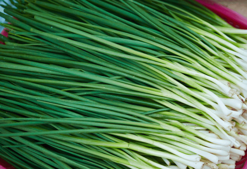 チャイブの育て方：プランター栽培から収穫、保存まで完全ガイド