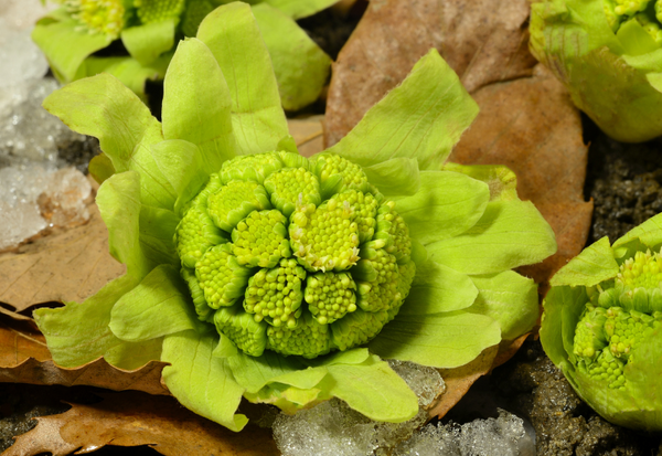 [ふきの時期]：旬を味わう！ふきの完全ガイド｜選び方、保存方法、栄養、栽培まで