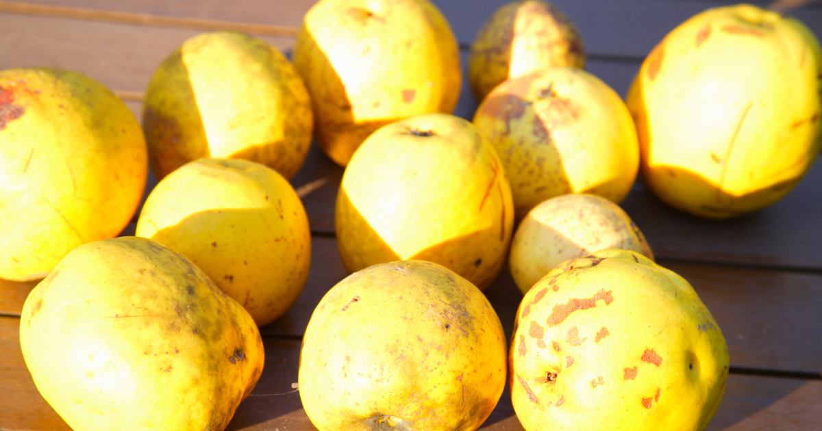 かりん 収穫 時期