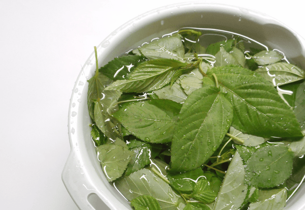 モロヘイヤ下処理：茹で方ひとつで変わる、おいしさの秘訣