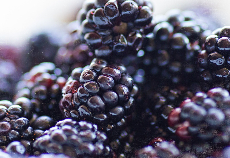 ブラックベリーの効能：知っておきたい健康効果と活用法