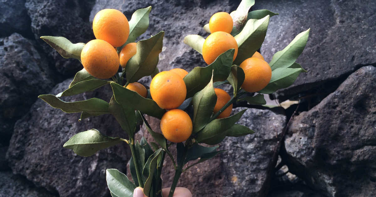 [きんかん] 皮ごと丸かじり！甘みと苦みの絶妙なハーモニー