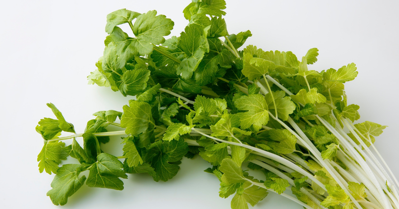 水菜の保存方法