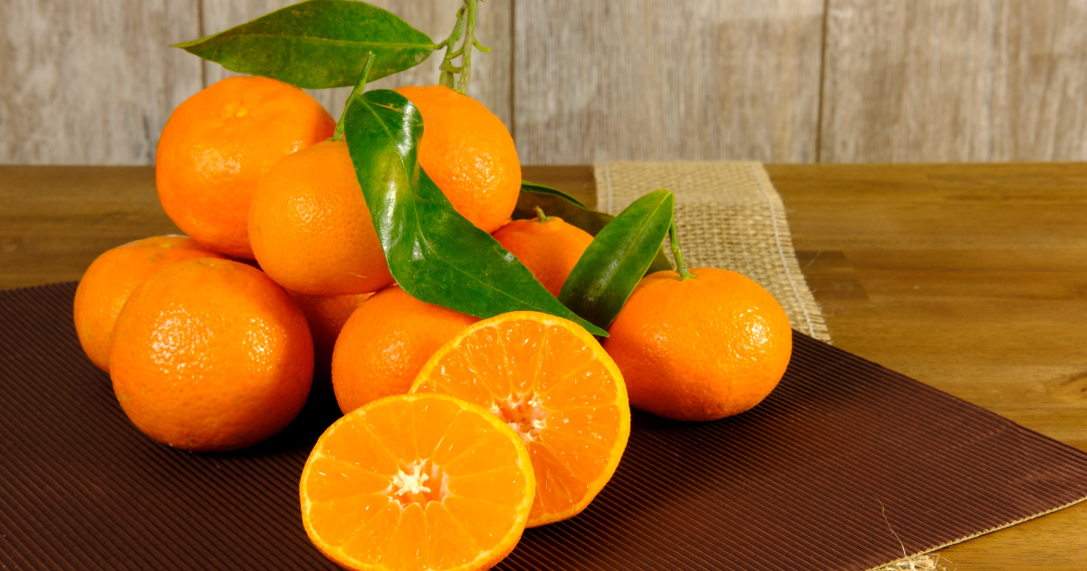 瀬戸内海に圧巻「みかんの島」中島：ブランドみかんの今と未来