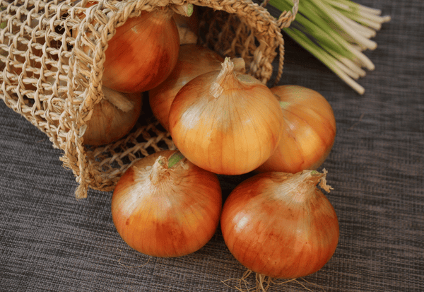 玉ねぎ原産地を辿る旅：歴史、品種