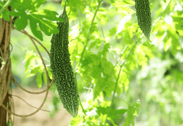 苦味克服！ゴーヤを美味しく食べるための完全ガイド：下処理から調理法まで