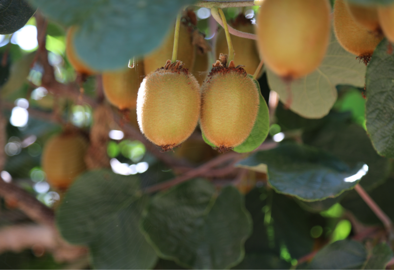 育てやすい果樹！庭木・鉢植えで楽しめる、初心者向け栽培ガイド
