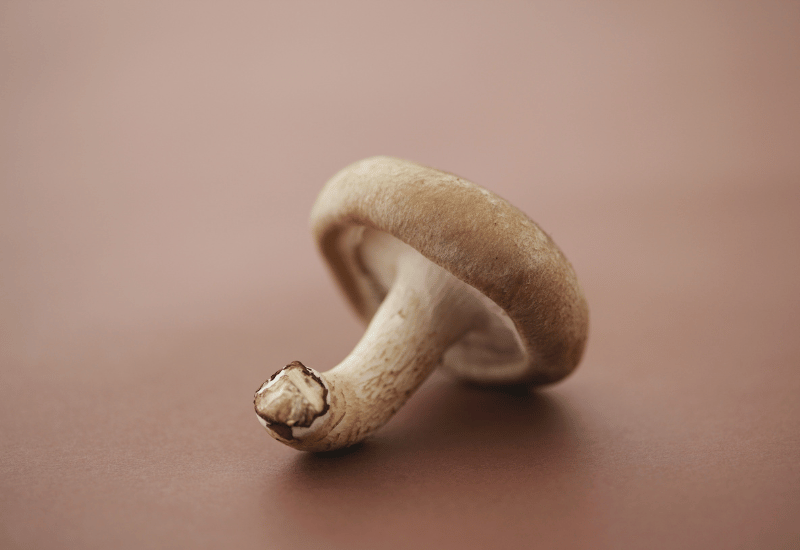 知られざるしいたけの栄養価：低カロリーで栄養満点なスーパーフードの秘密を徹底解説！