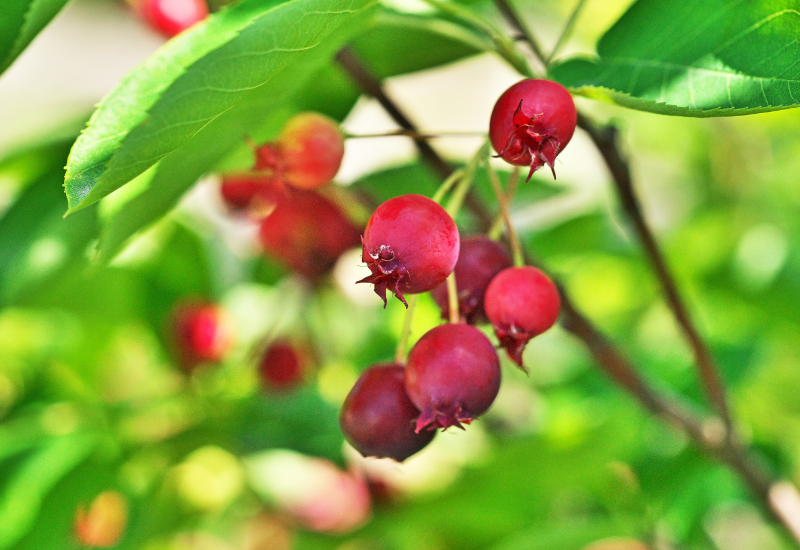 ジューンベリーの天敵！虫の被害から守る完全ガイド：原因、対策、予防法