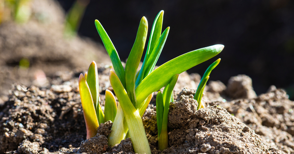 ニンニクの芽栄養